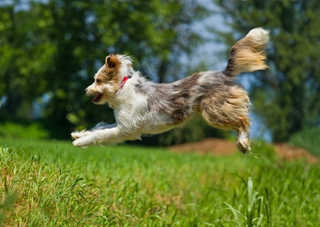 dog running southlake classic pet retreat