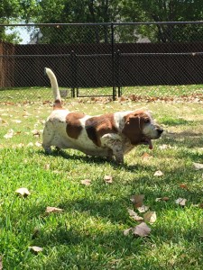 dog walking across grass