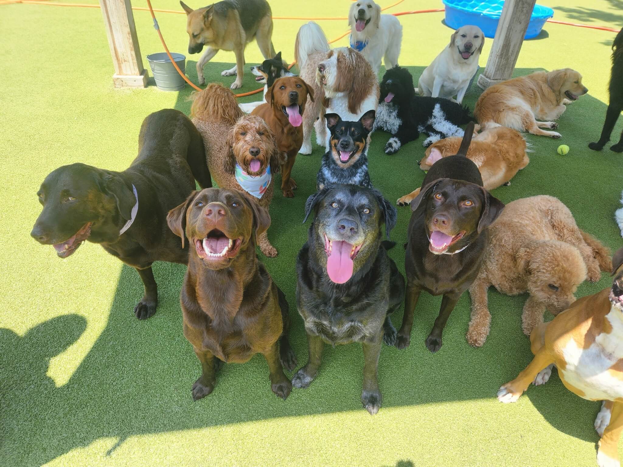 group of dogs in the shade