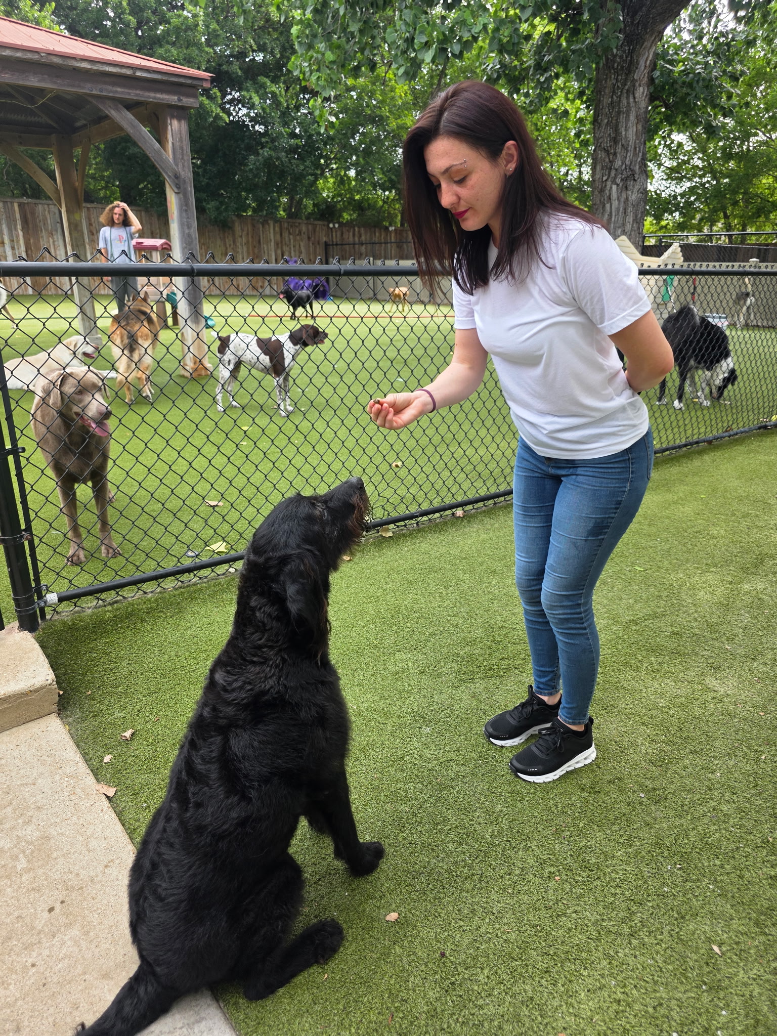 Trainer working with a dog at Southlake Classic Pet Retreat