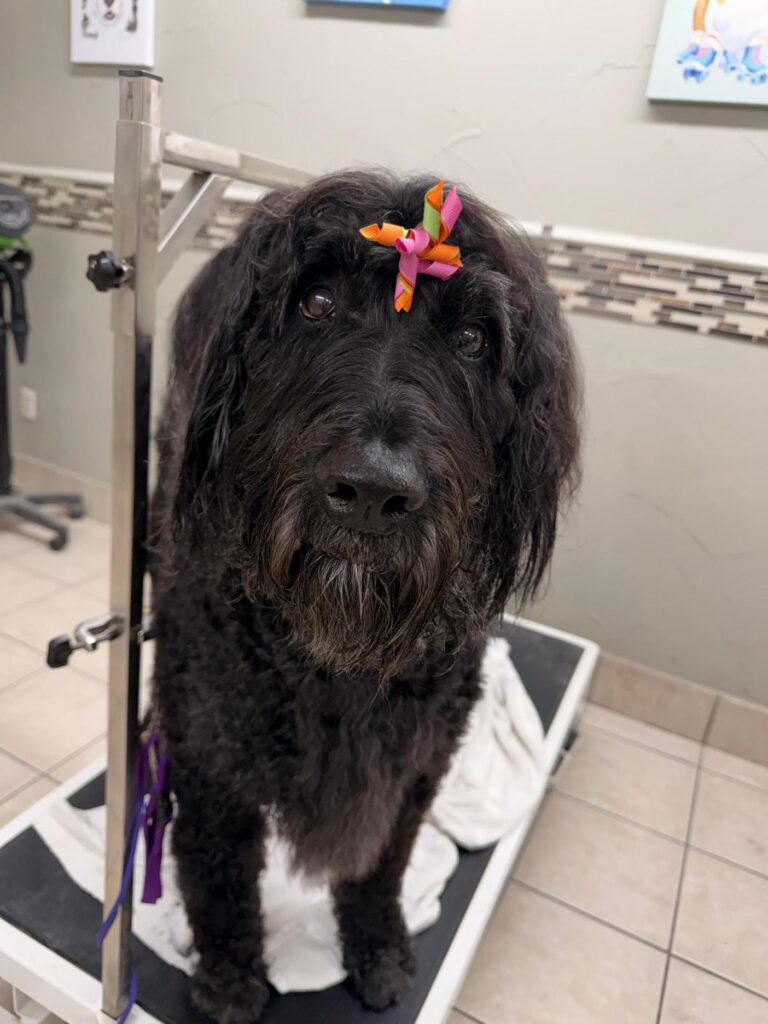Shaggy black dog on the grooming table before its appointment