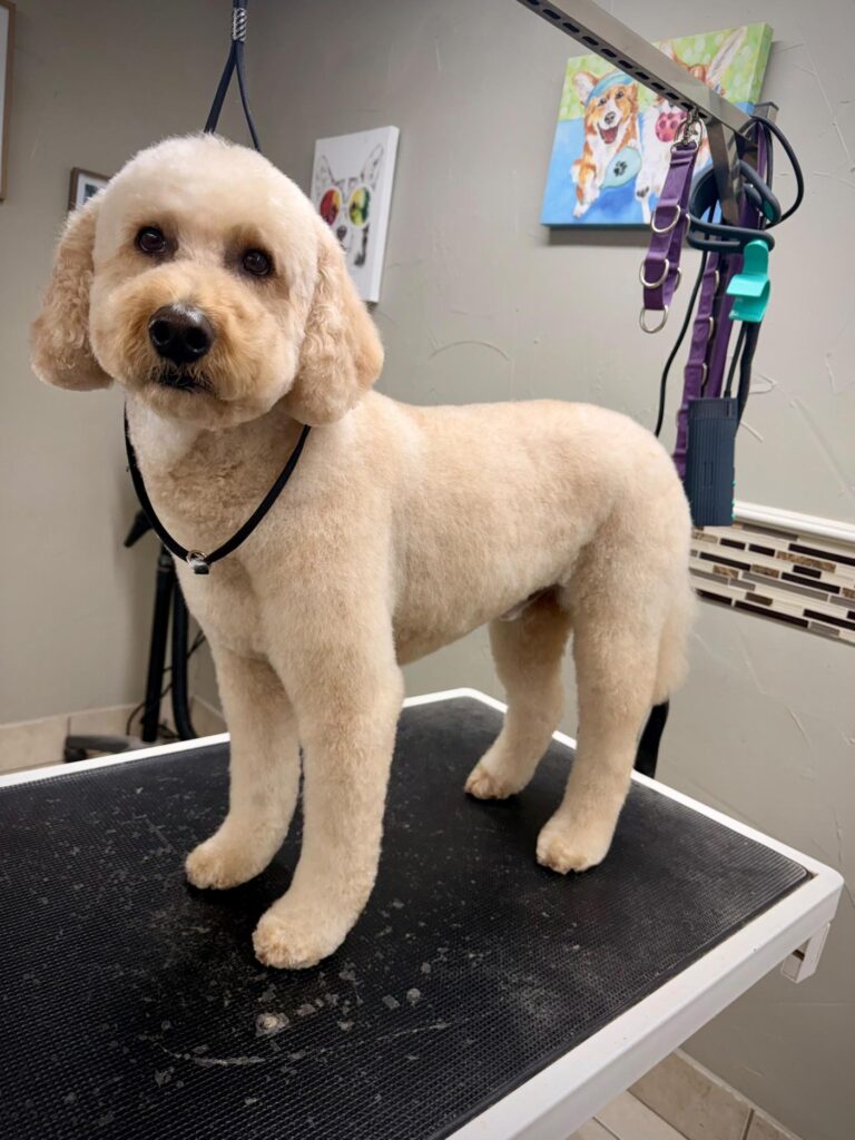 Goldendoodle standing on the grooming table after a full groom