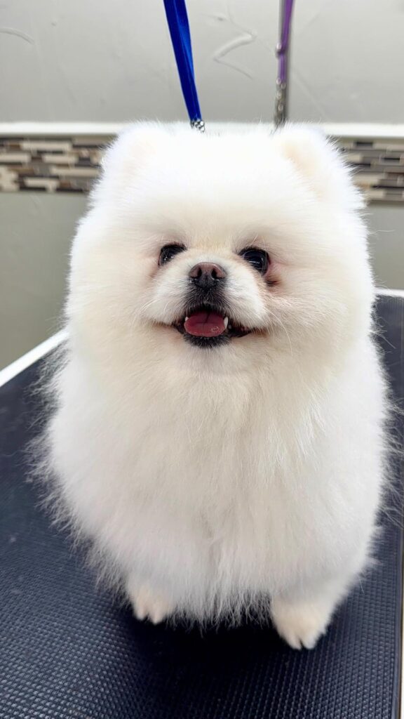 Pomeranian fluffed and finished after a bath and blow dry