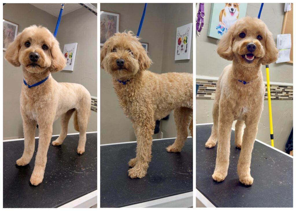 Doodle before and after a full groom