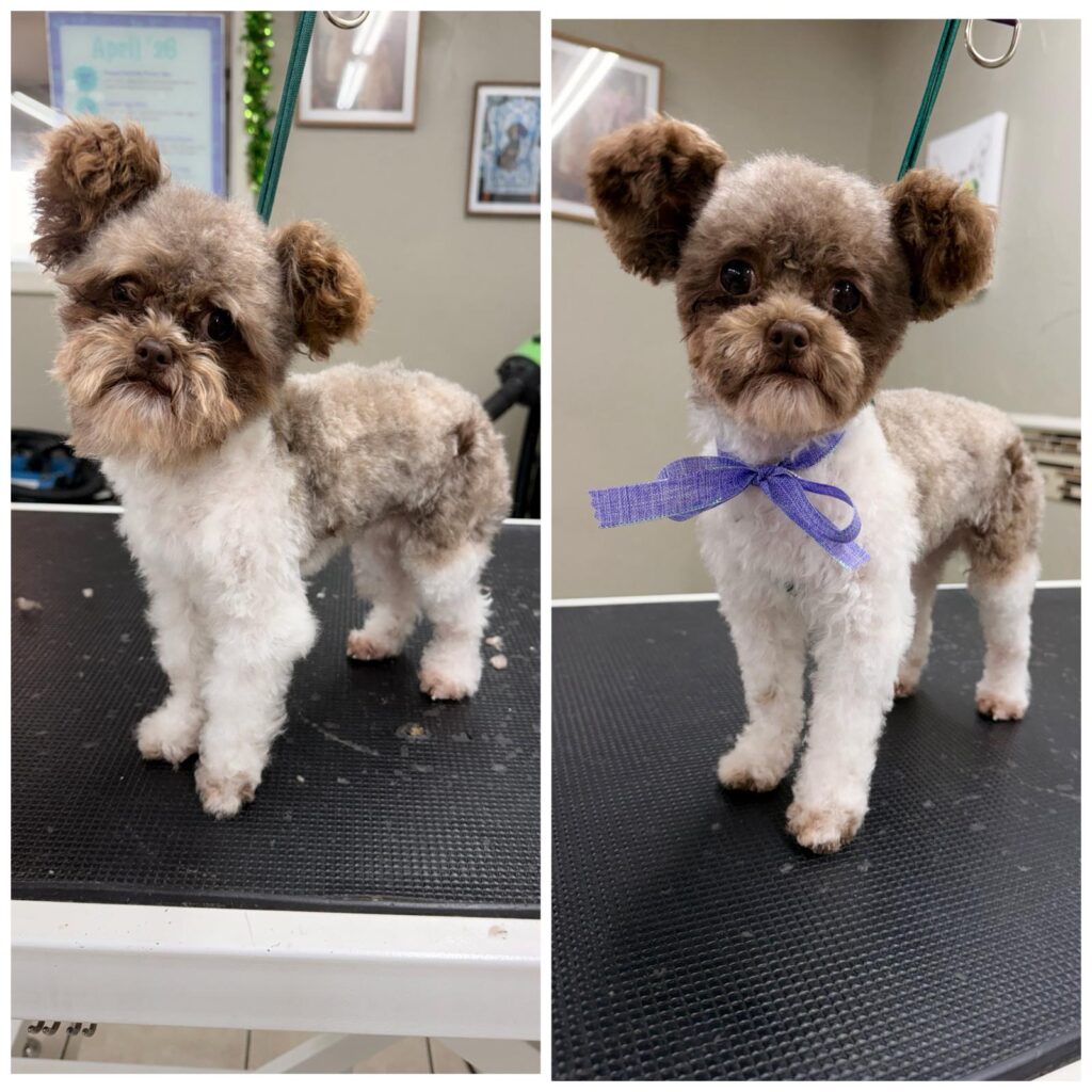 Small doodle before and after a haircut and tidy up