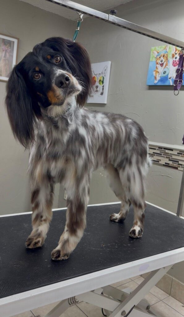 Long haired dog being brushed out on the grooming table
