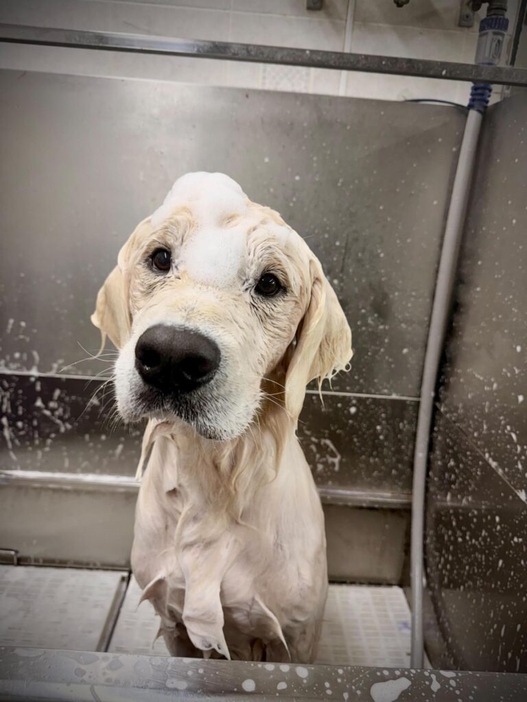 Golden retriever in the bathing tub