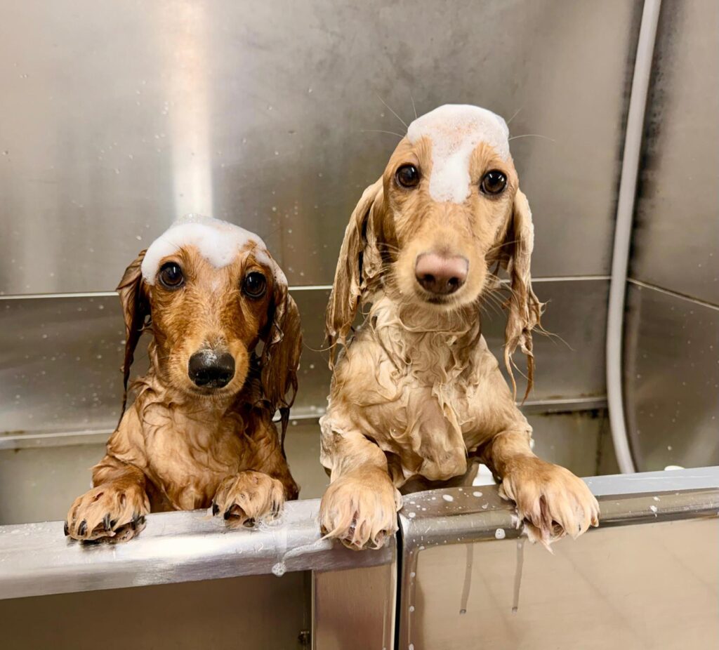 Two spaniels waiting together in the bathing tub