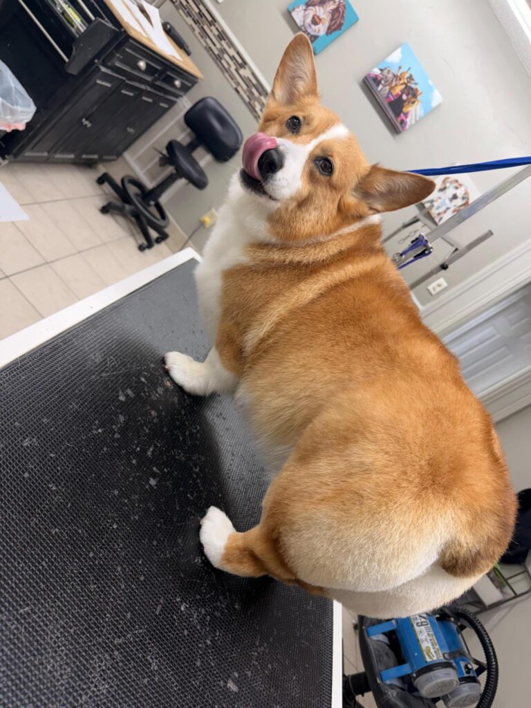 Corgi getting a bath at Southlake Classic Pet Retreat