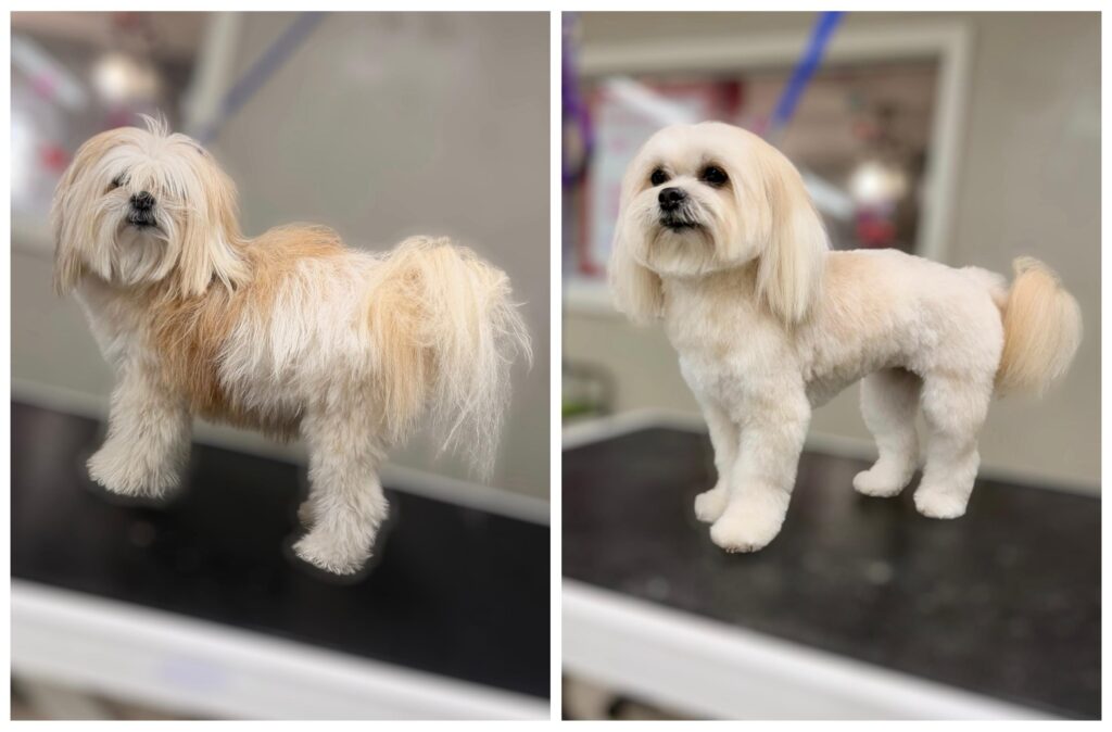 Maltese before and after a full body trim