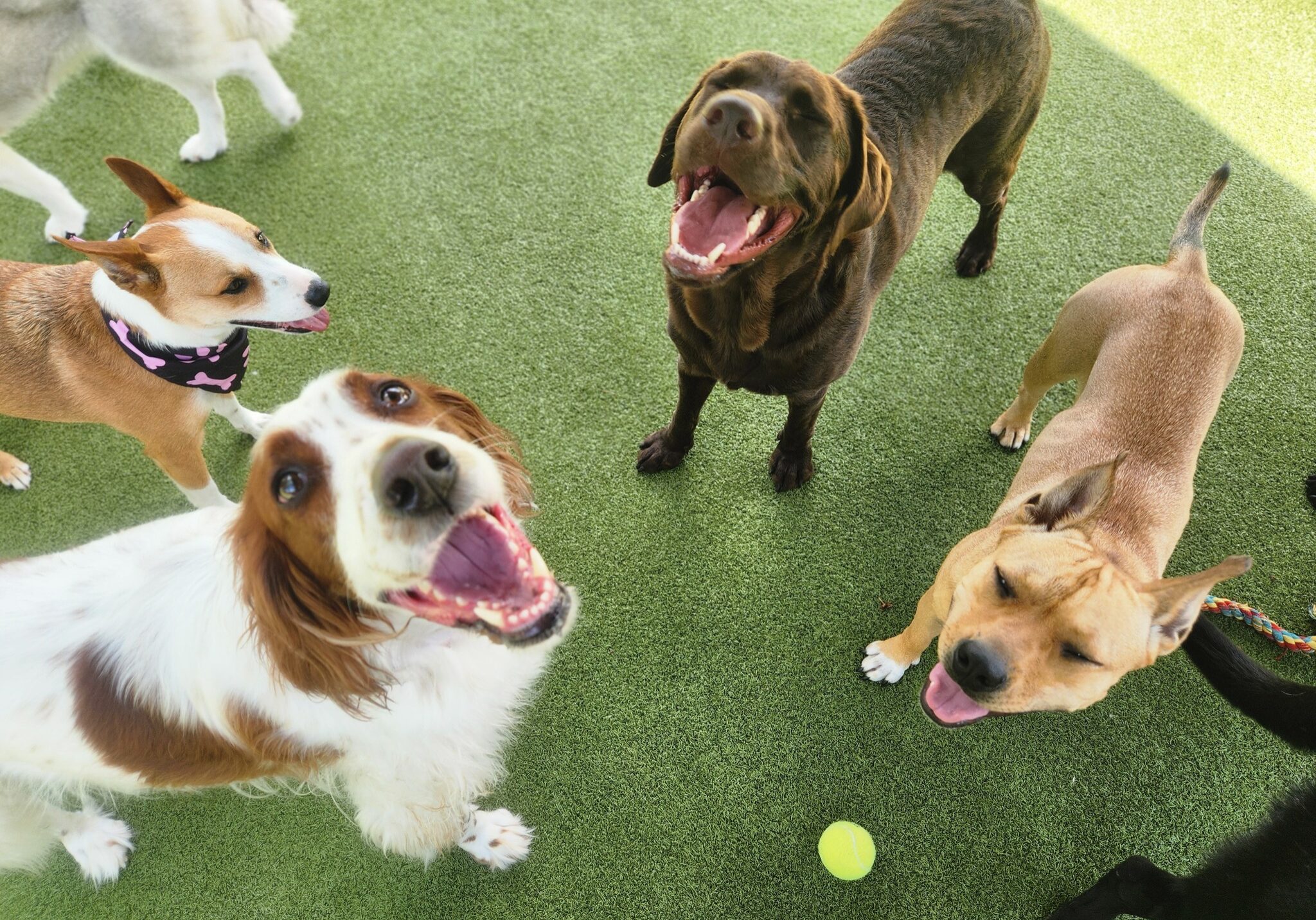 Dogs playing with ball