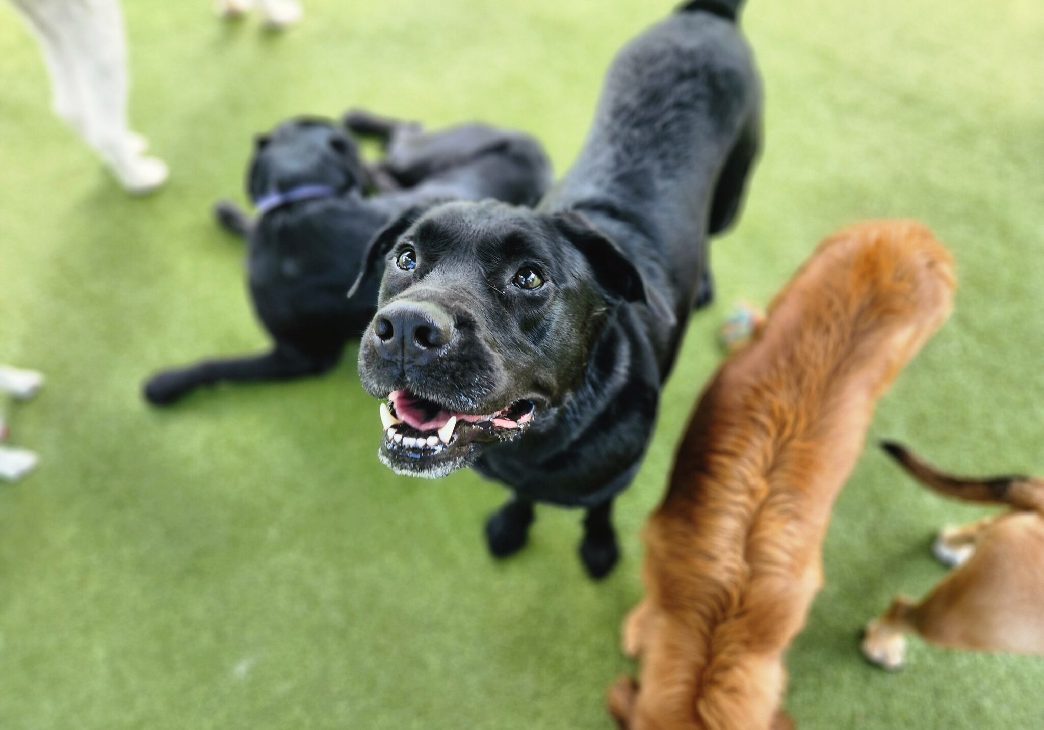 Smiling black lab