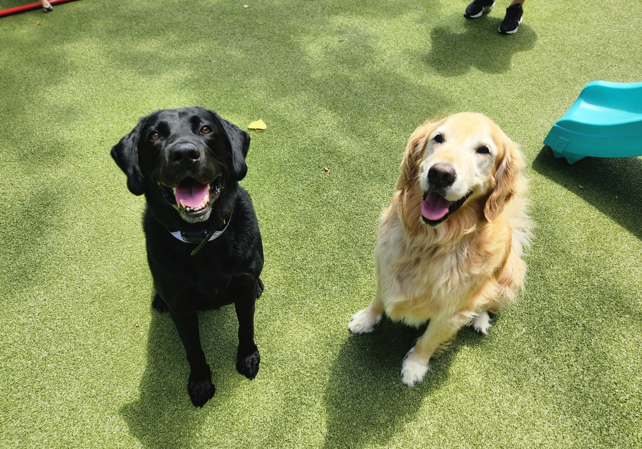 Dogs waiting for sender